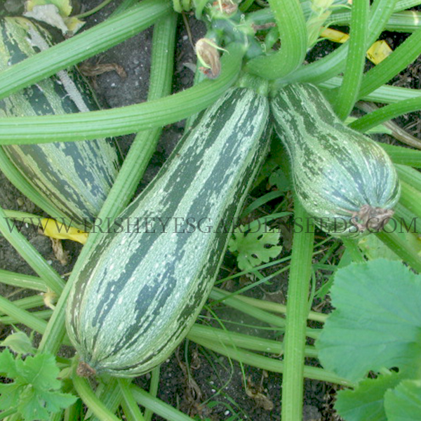 OG Cocozelle Squash