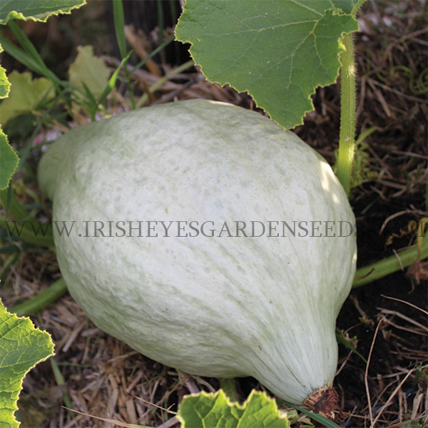 OG New England Blue Hubbard