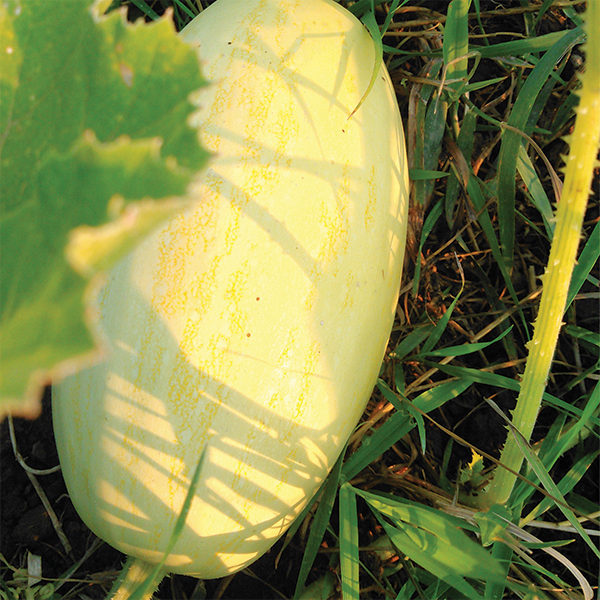OG Spaghetti Squash