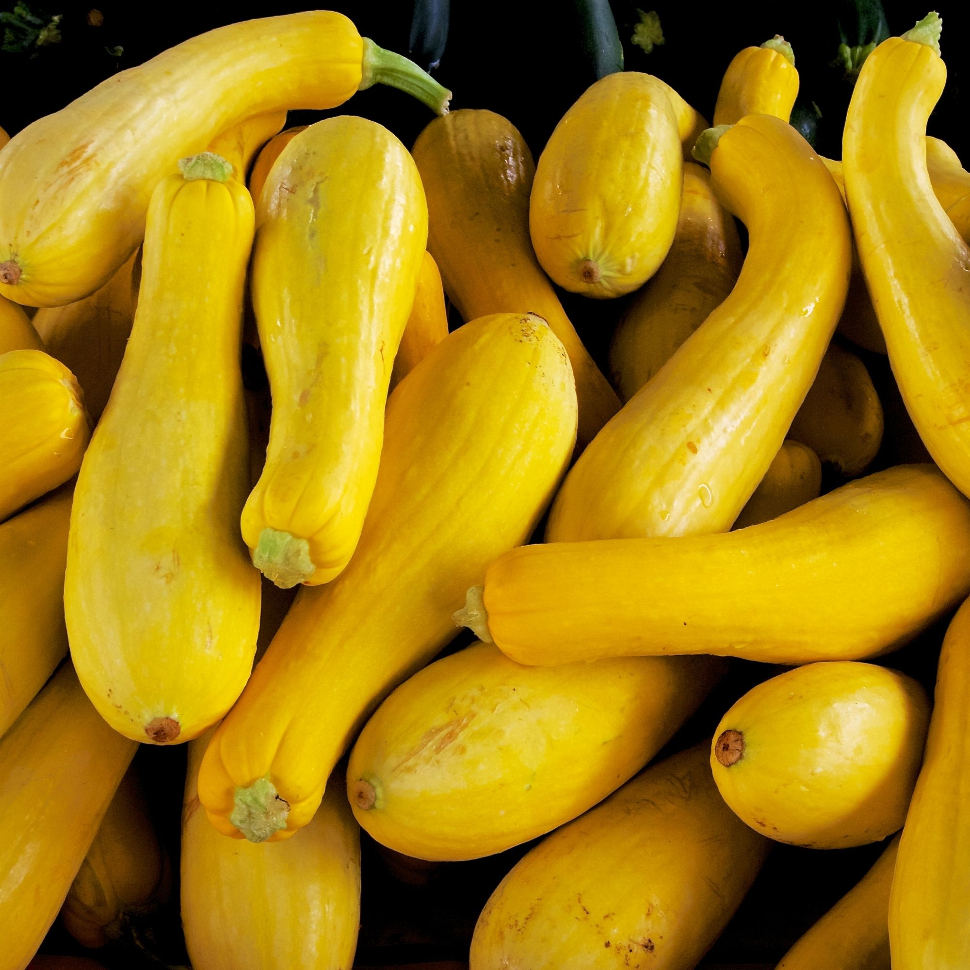 OG Early Straightneck Squash
