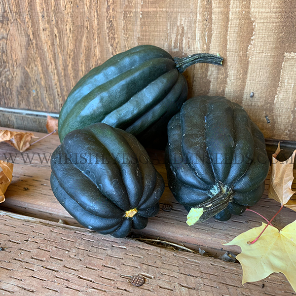 OG Table Queen Bush Squash