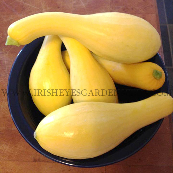 OG Early Crookneck Squash
