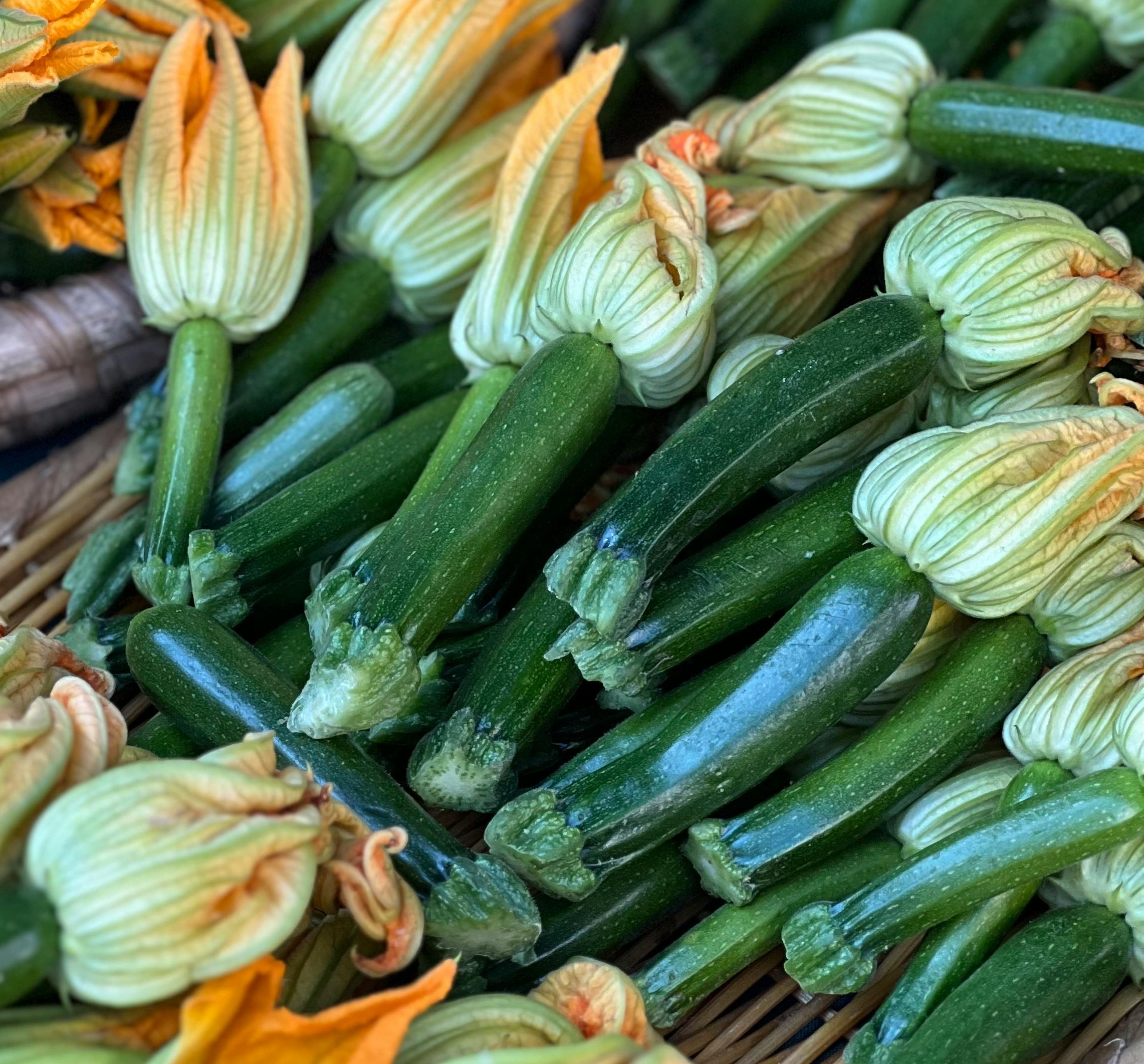 OG Dark Green Zucchini
