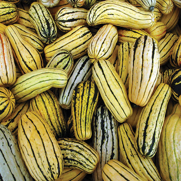OG Delicata Squash
