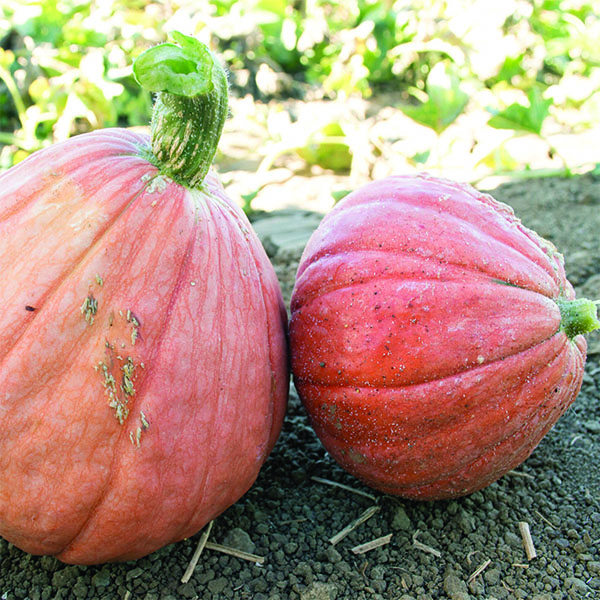 OG Gold Nugget Squash