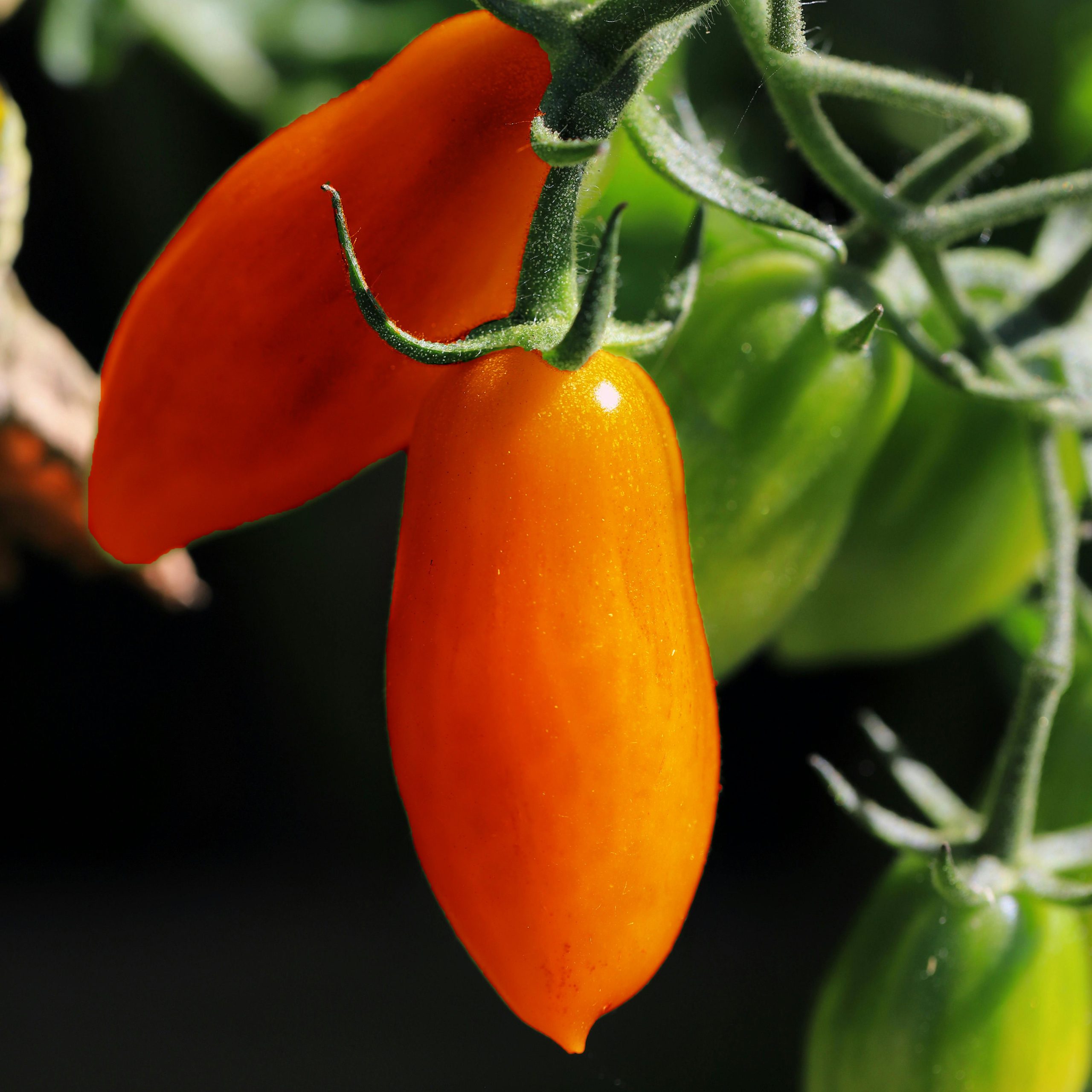 OG Amish Paste Tomato