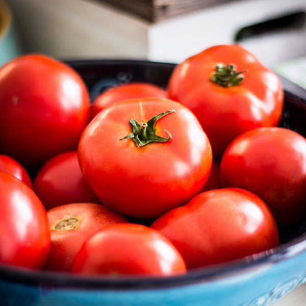 OG Early Wonder Tomato