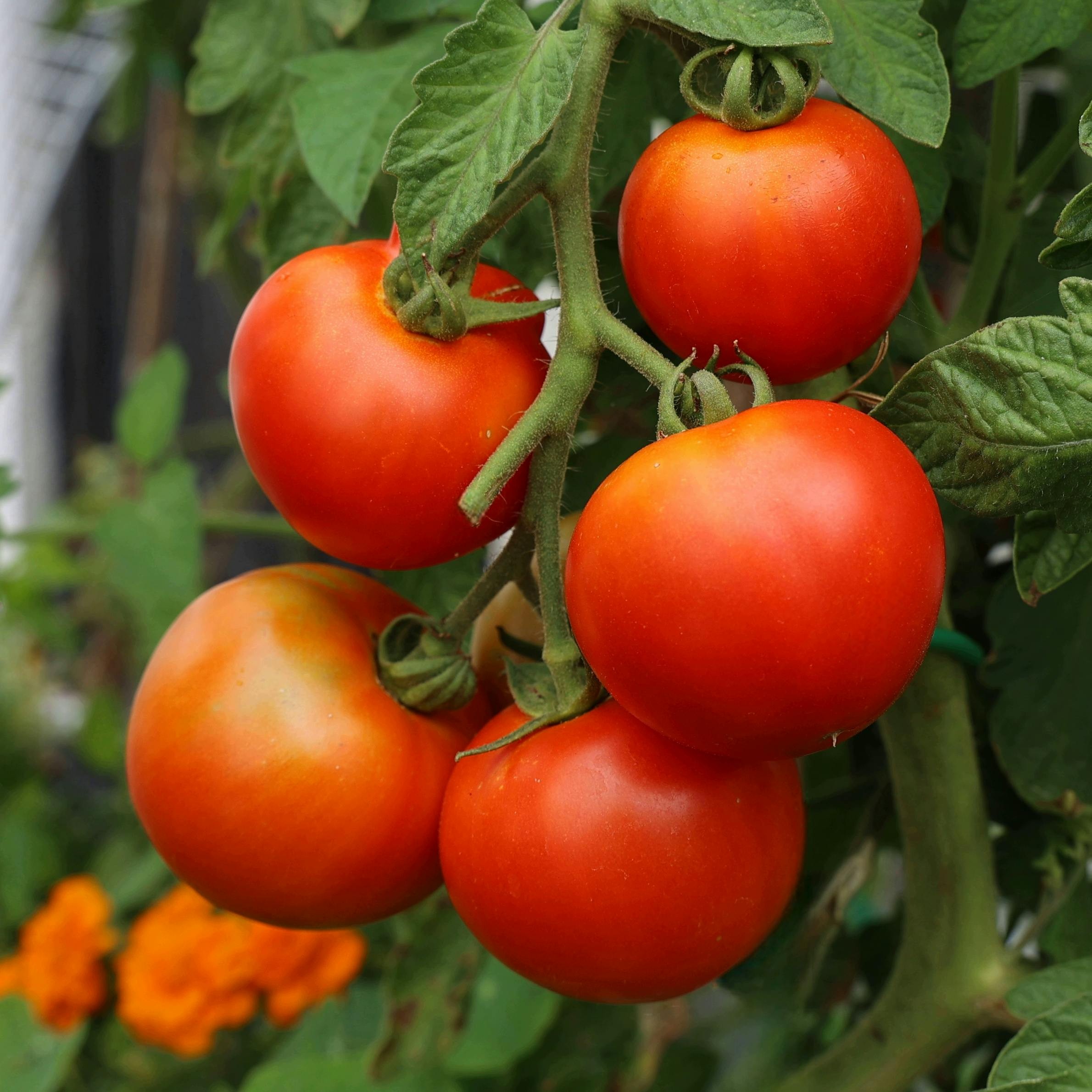 Oregon Spring Tomato