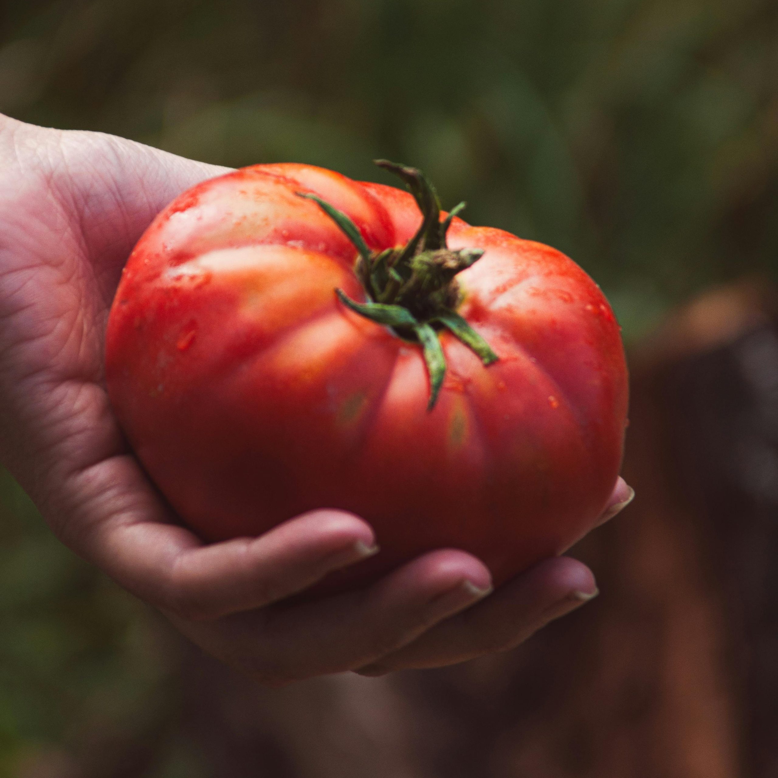 OG Early Bush Beefsteak Tomato – Determinate