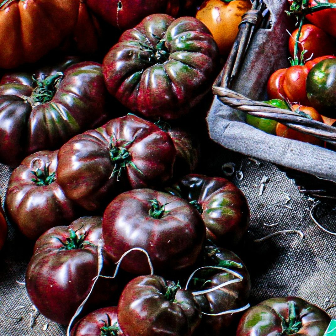 OG Cherokee Purple Tomato