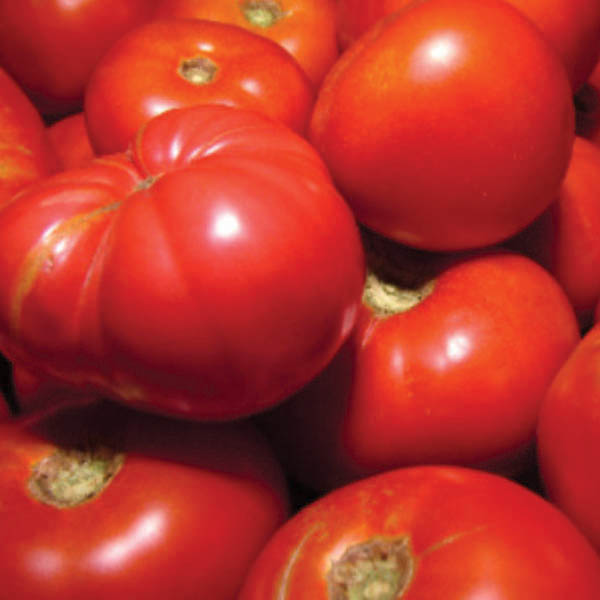 OG Delicious Tomato