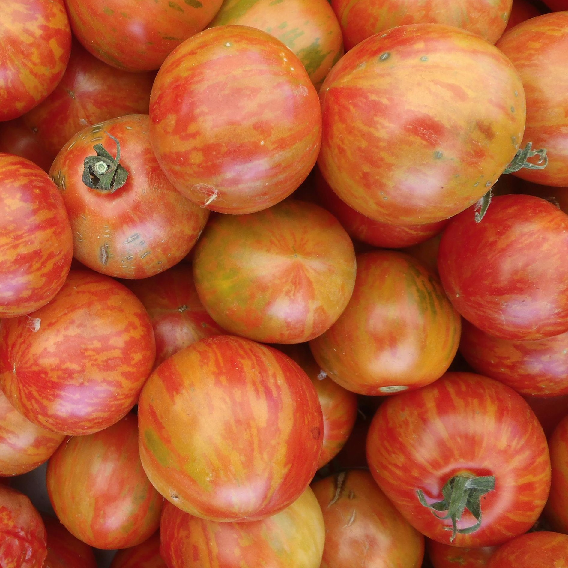OG Fireworks Tomato