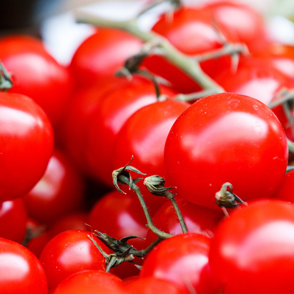 OG Gardener’s Delight Tomato