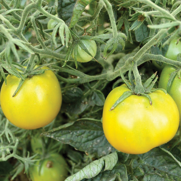 OG Lime Green Salad Tomato