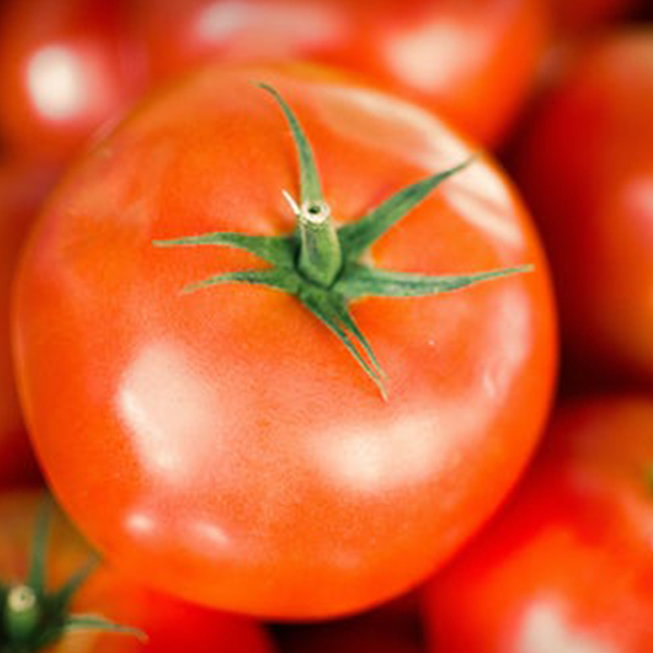 OG Bonny Best Tomato