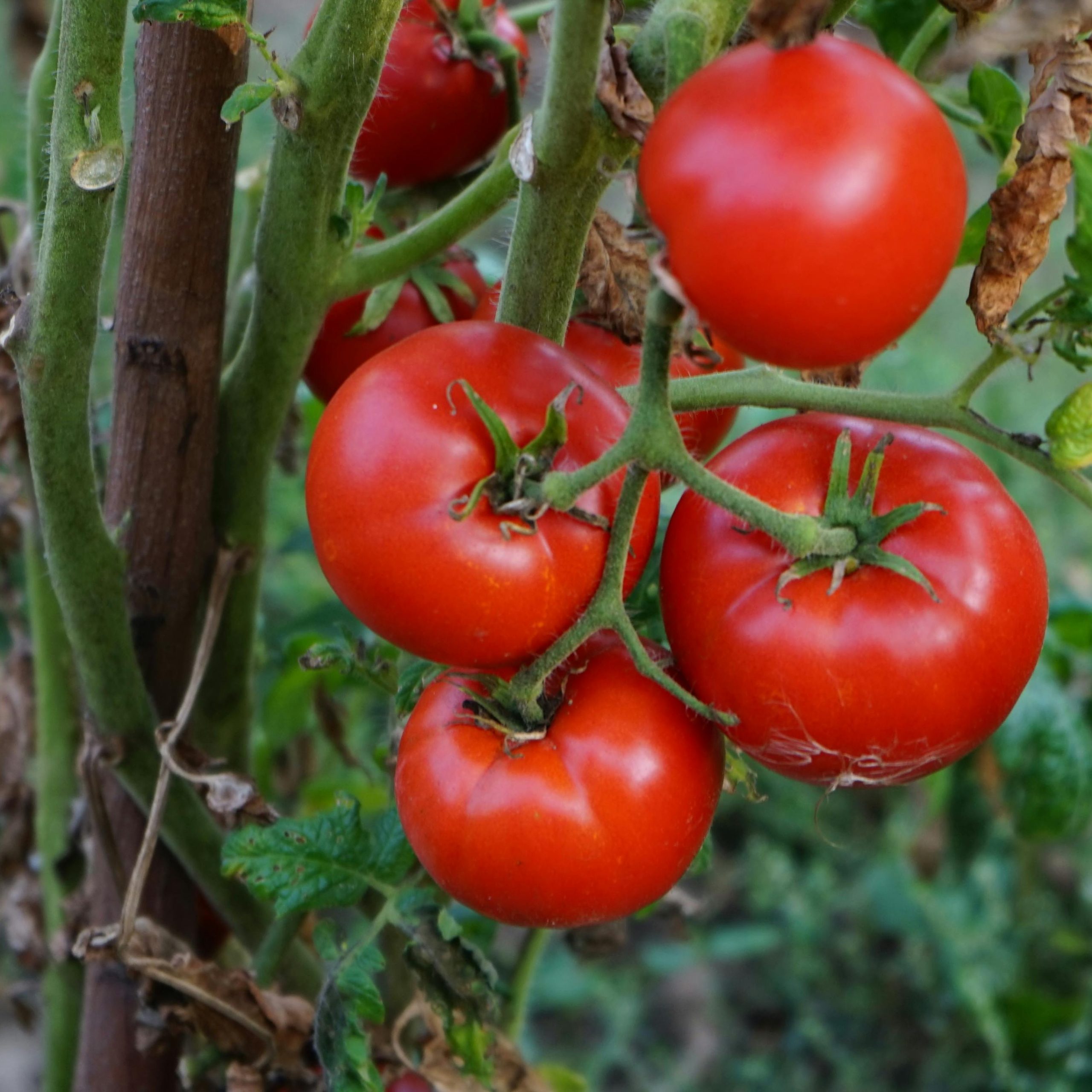 OG Siberia Tomato