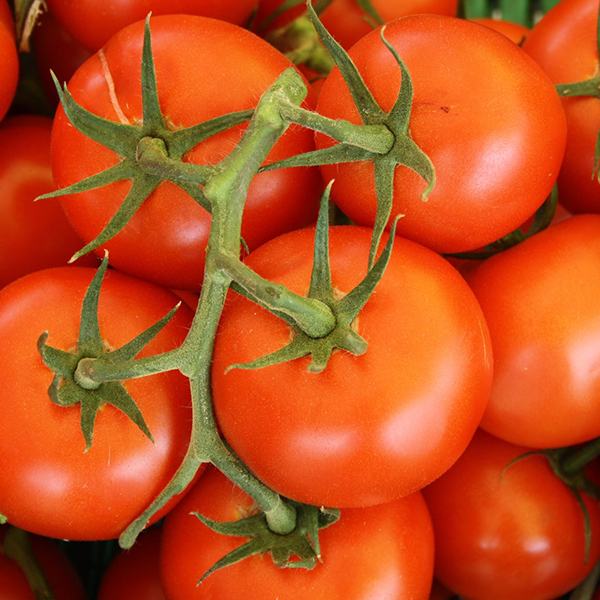 OG Siletz Tomato