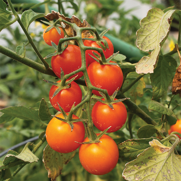 OG Sweetie Tomato