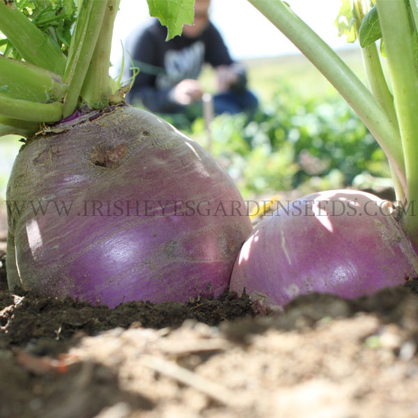 OG Purple Top White Globe Turnip