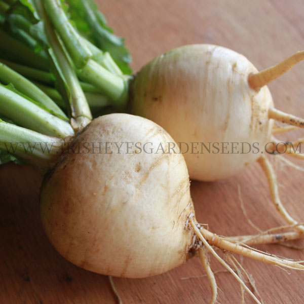 OG Golden Globe Turnip