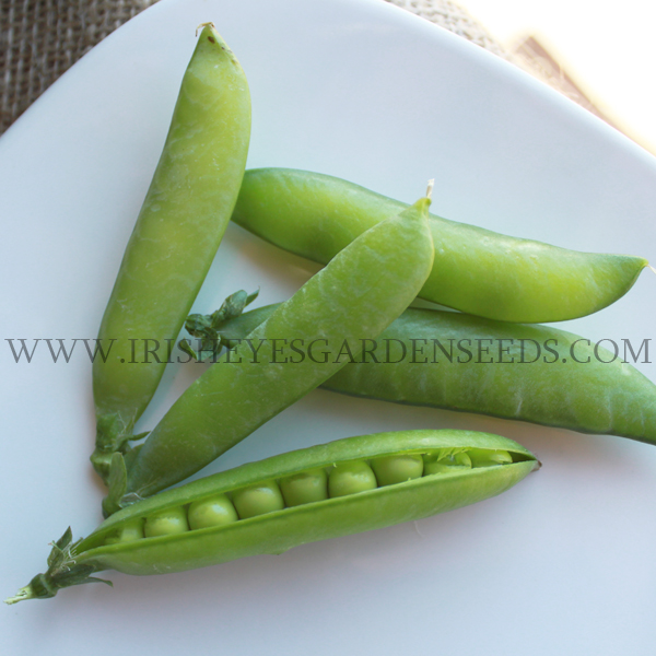 Alaska Shell Pea