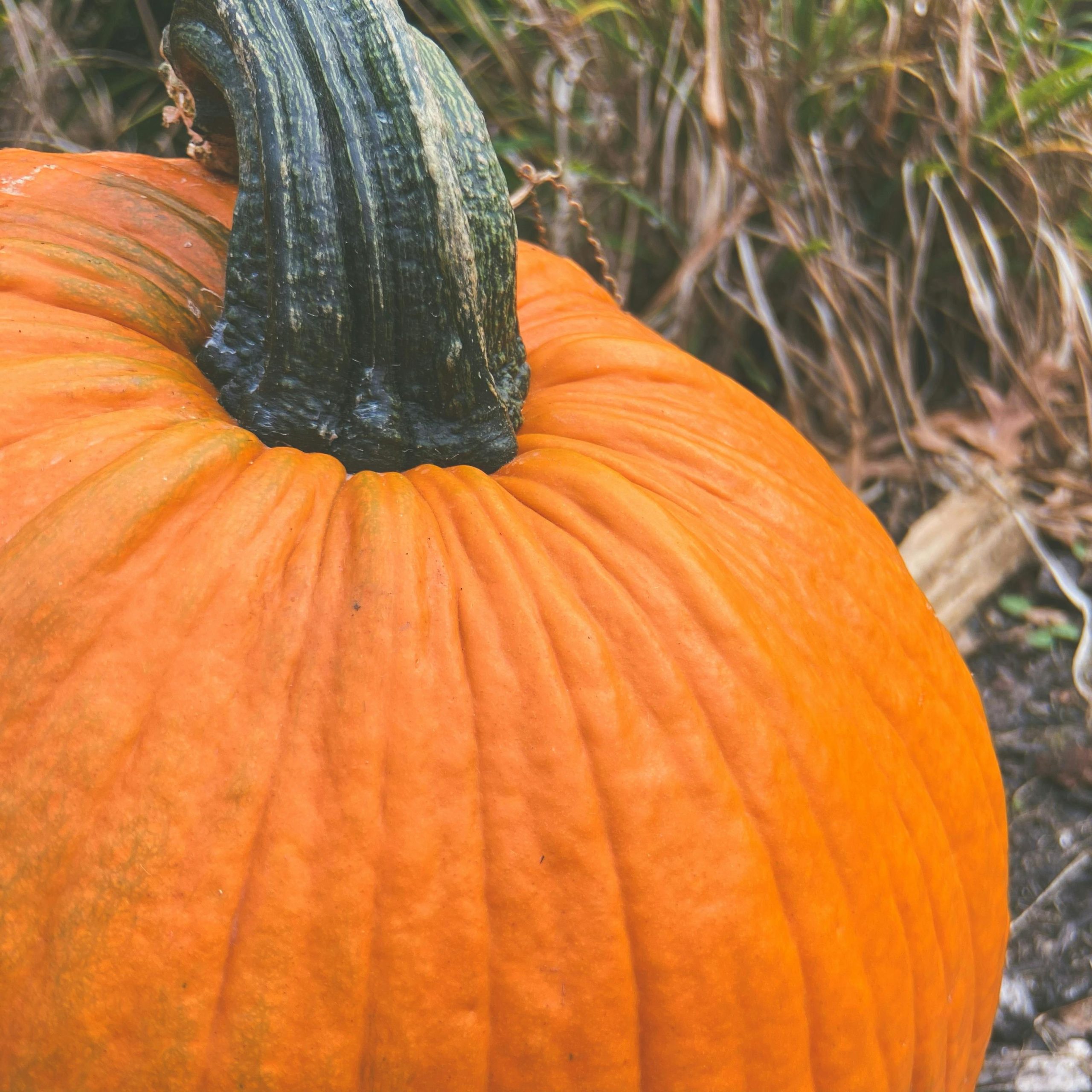 Big Max Pumpkin