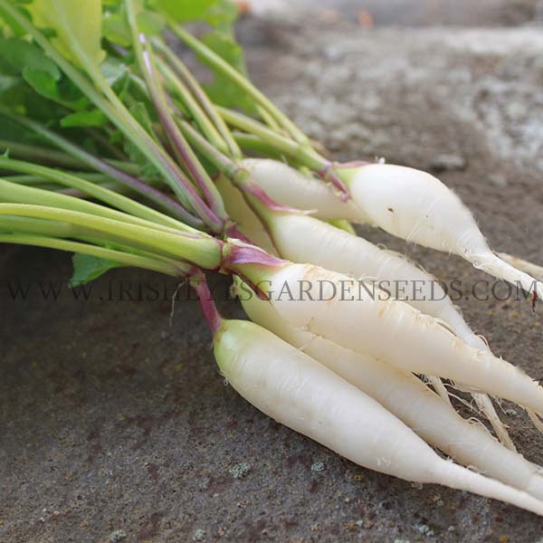 White Icicle Radish