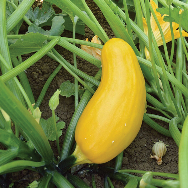 Yellow Zucchini